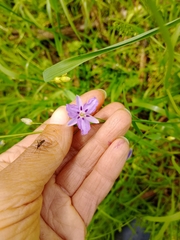 Arthropodium strictum