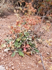 Eriogonum jamesii