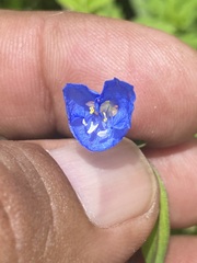 Commelina diffusa