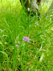 Arthropodium strictum
