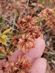 Eriogonum jamesii