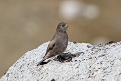 Leucosticte brandti