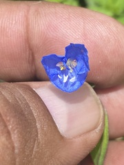 Commelina diffusa