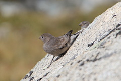 Leucosticte brandti