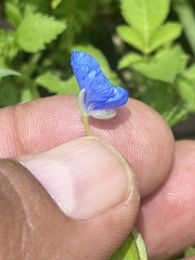 Commelina diffusa