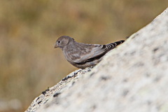 Leucosticte brandti