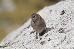 Leucosticte brandti