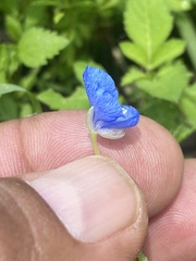 Commelina diffusa