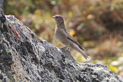 Leucosticte brandti