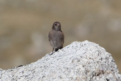 Leucosticte brandti