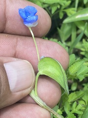 Commelina diffusa