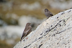 Leucosticte brandti