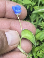 Commelina diffusa