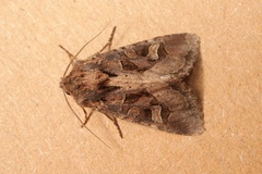 Trigonophora jodea