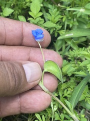 Commelina diffusa