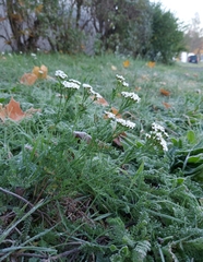 Achillea millefolium