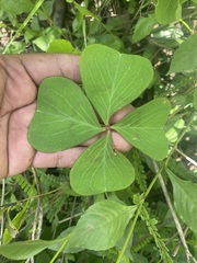 Oxalis tetraphylla