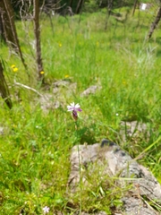 Petrorhagia nanteuilii