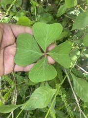 Oxalis tetraphylla