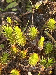 Polytrichum perigoniale