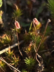Polytrichum perigoniale