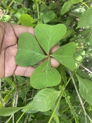 Oxalis tetraphylla
