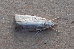 Calamotropha paludella