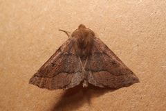 Crocallis tusciaria
