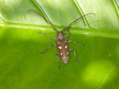 Batocera rubus