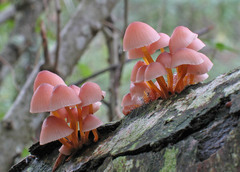 Mycena renati