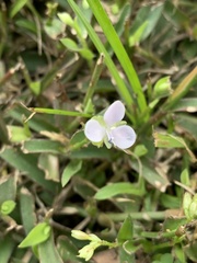 Murdannia loriformis