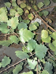 Betula pendula