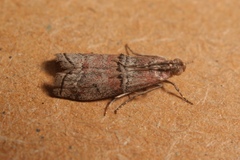 Merulempista turturella