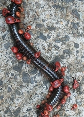 Ectrichodia crux