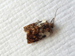 Acroceuthes metaxanthana