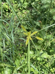 Cyperus strigosus