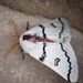 Neumoegen's Buckmoth - Photo (c) Cindy Howland-Hodson, some rights reserved (CC BY-NC), uploaded by Cindy Howland-Hodson