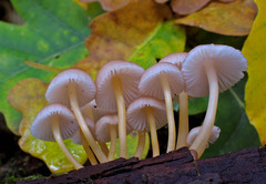 Mycena renati