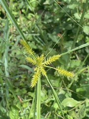 Cyperus strigosus