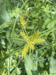 Cyperus strigosus