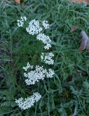 Achillea millefolium