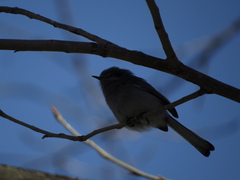 Polioptila dumicola