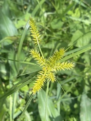 Cyperus strigosus