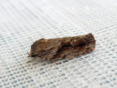 Agriophara confertella