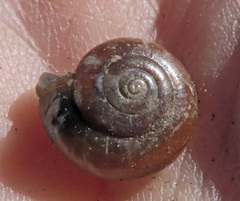 Oxychilus translucidus