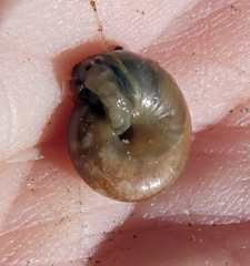 Oxychilus translucidus