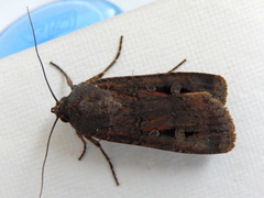 Agrotis infusa