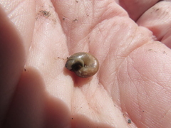 Oxychilus translucidus