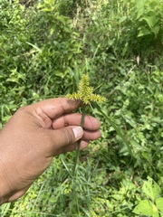 Cyperus strigosus
