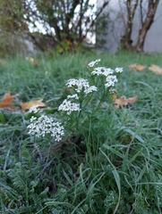 Achillea millefolium